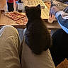 Titouni a rejoint le concours — aidez-le/la à gagner de superbes lots ! kitten, black_cat, pizza, pizza_box, coca_cola_bottle, glass, table, person, hand, pants, lap, indoor, floor, sofa, relaxing, food, drink, wood_floor, casual, cozy