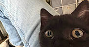 Titouni participe au concours pour gagner de l'argent avec cette photo : black_cat, cat, wide_eyes, jeans, indoor, blanket, shelf, storage_bins, cozy, curious, furniture, person_leg, soft_lighting, home, pet, close_up, animal, domestic_cat, relaxed, casual