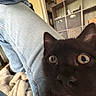 black_cat, cat, wide_eyes, jeans, indoor, blanket, shelf, storage_bins, cozy, curious, furniture, person_leg, soft_lighting, home, pet, close_up, animal, domestic_cat, relaxed, casual
