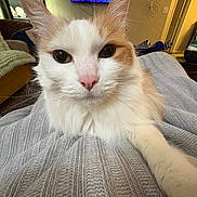 Dot joined the competition — help win amazing prizes! cat, fluffy, white, orange, pet, indoor, cozy, blanket, knitted, paw, closeup, living_room, couch, furniture, relaxed, cute, animal, whiskers, ears, pink_nose