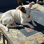 Tabitha Pearl is registered to the contest to win money with this photo: animal, backyard, brown_patch, chair, daylight, dog, ears, mosaic_table, outdoor, paw, pet, quiet, relaxed, resting, shadow, small_dog, summer, sunlight, table, white_dog