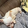 Tito is registered to the contest to win money with this photo: dog, puppy, sleeping, blanket, couch, cozy, pet, fur, resting, indoor, brown, white, small_dog, ears, cute, relaxation, texture, fabric, comfort, home