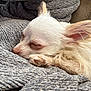 dog, sleeping, white_fur, small_dog, close_up, paw, cozy, blanket, indoor, resting, cute, fluffy, pet, relaxed, fur, snuggled, calm, animal, comfort, peaceful