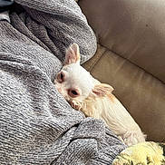 Tito is registered to the contest to win money with this photo: dog, small_dog, white_dog, blanket, couch, cozy, snuggling, resting, indoors, pet, fur, sleepy, animal, cute, relaxed, home, comfort, soft_texture, ear, paw
