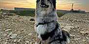 Valka a rejoint le concours — aidez-le/la à gagner de superbes lots ! dog, outdoor, sunset, rocky_ground, fur, happy, leash, nature, sky, clouds, animal, pet, smiling, sitting, landscape, sunlight, ears, snout, grass, harness