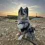 dog, outdoor, sunset, rocky_ground, fur, happy, leash, nature, sky, clouds, animal, pet, smiling, sitting, landscape, sunlight, ears, snout, grass, harness