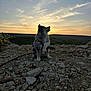 Valka a rejoint le concours — aidez-le/la à gagner de superbes lots ! dog, sunset, sky, clouds, rocks, outdoor, nature, animal, fur, sitting, leash, landscape, grass, horizon, scenery, evening, peaceful, pet, sunlight, backlit