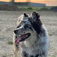 Valka a rejoint le concours — aidez-le/la à gagner de superbes lots ! dog, outdoor, sunset, fur, happy, tongue_out, pet, animal, muzzle, ears, black_and_white, side_view, nature, canine, walking, leash, collar, grass, soft_focus, daylight