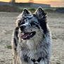 Valka a rejoint le concours — aidez-le/la à gagner de superbes lots ! dog, outdoor, sunset, happy, tongue_out, fluffy, fur, animal, pet, nature, canine, black, gray, white, muzzle, ears, walking, collar, ground, blurred_background