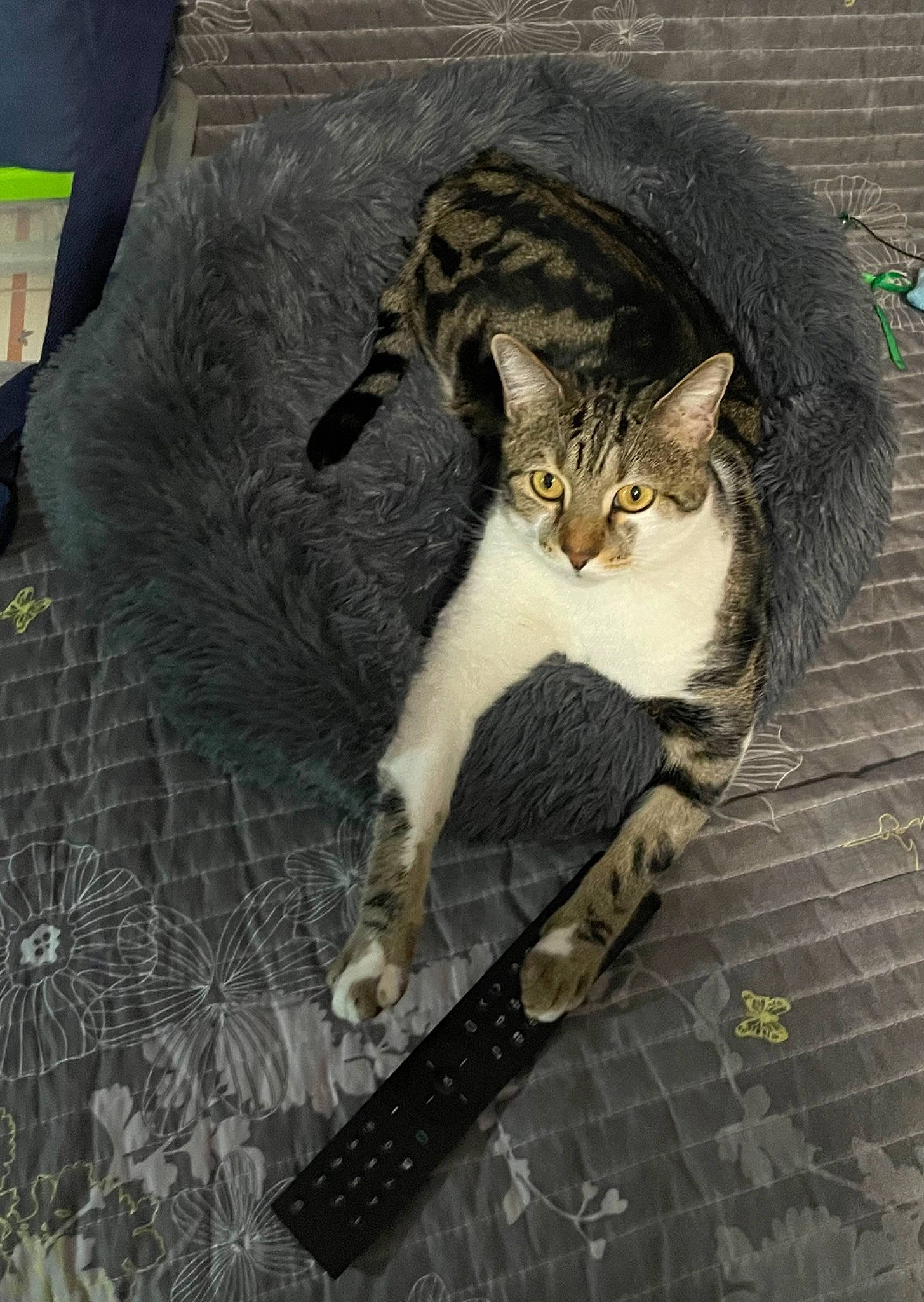 Curly a rejoint le concours — aidez-le/la à gagner de superbes lots ! art, carnivore, cat, comfort, domestic_short_haired_cat, felidae, fur, grass, grey, illustration, linens, paw, sitting, small_to_medium_sized_cats, snout, tail, terrestrial_animal, tree, whiskers, window