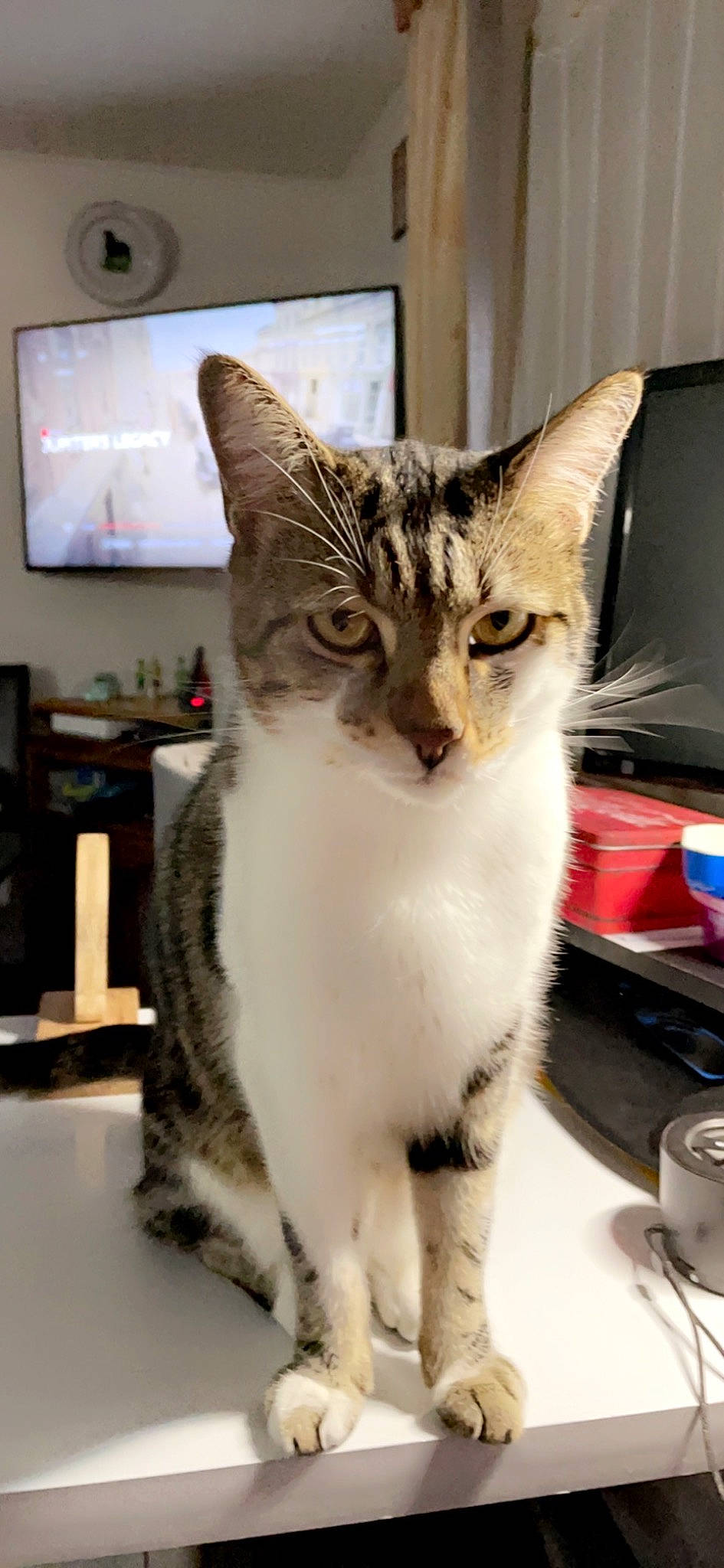 Curly participe au concours pour gagner de l'argent avec cette photo : box, carnivore, cat, claw, computer_keyboard, computer_monitor, domestic_short_haired_cat, door, felidae, fur, input_device, paw, peripheral, picture_frame, small_to_medium_sized_cats, snout, tail, television, whiskers, window