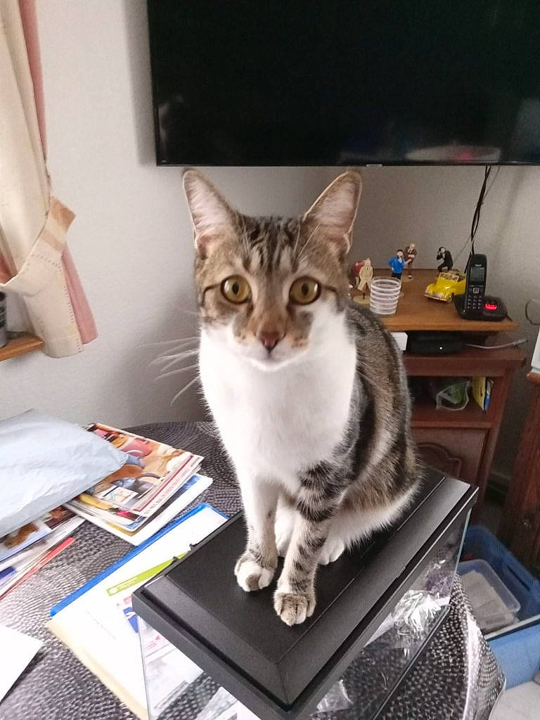 Curly participe au concours pour gagner de l'argent avec cette photo : box, carnivore, cat, comfort, computer, computer_keyboard, domestic_short_haired_cat, felidae, fur, input_device, laptop, office_equipment, output_device, peripheral, personal_computer, picture_frame, sitting, small_to_medium_sized_cats, table, whiskers