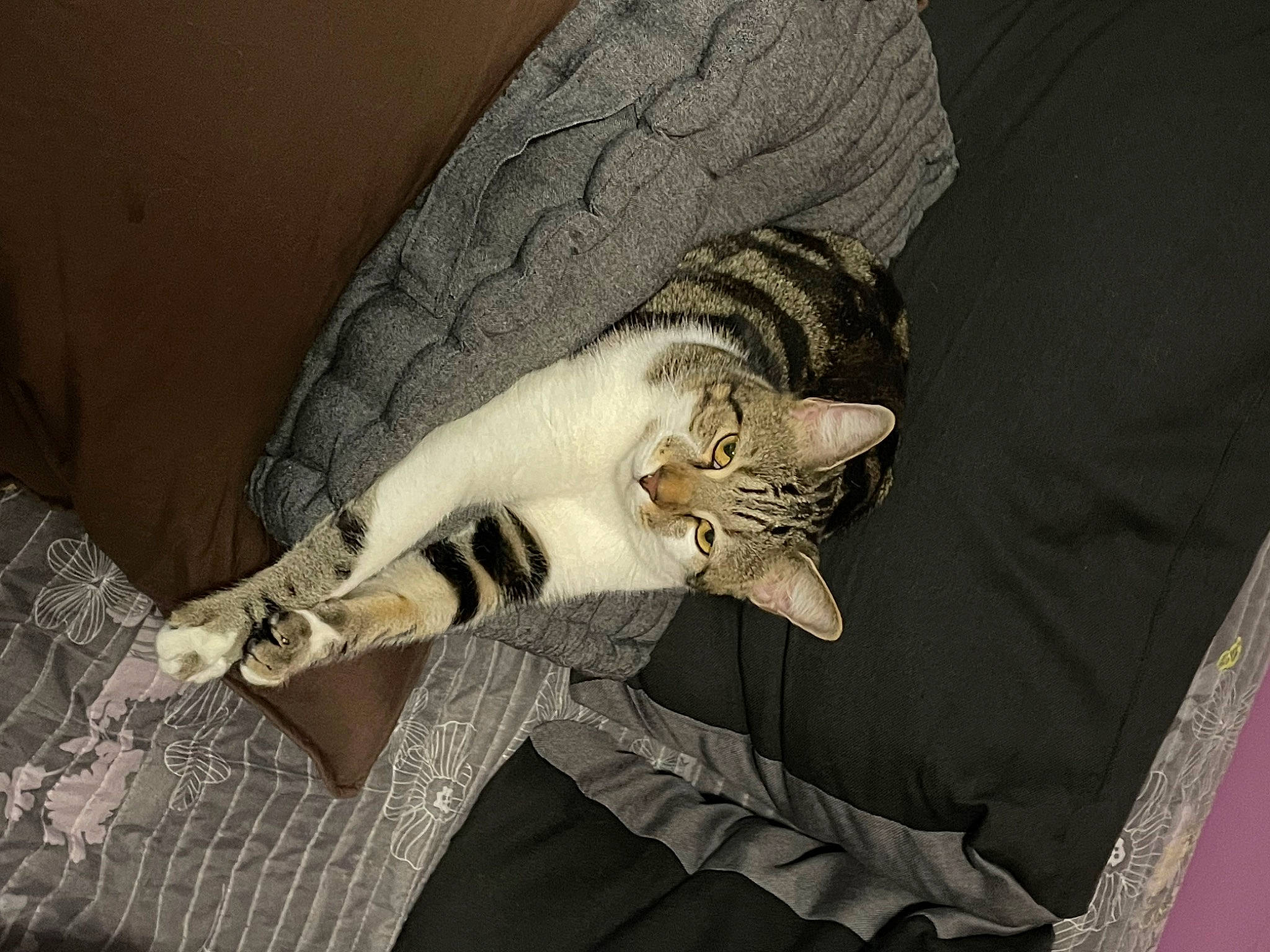 Curly a rejoint le concours — aidez-le/la à gagner de superbes lots ! bedding, carnivore, cat, comfort, couch, domestic_short_haired_cat, fawn, felidae, fur, grey, human_leg, linens, pattern, paw, room, small_to_medium_sized_cats, tail, thigh, whiskers, wood