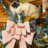Gizmo joined the competition — help win amazing prizes! cat, fluffy, indoor, decorations, pink_bow, pine_cone, ornaments, wooden_banister, holiday, festive, furniture, pet, animal, fur, blue_eyes, background_wallpaper, greenery, pine_branches, home, closeup