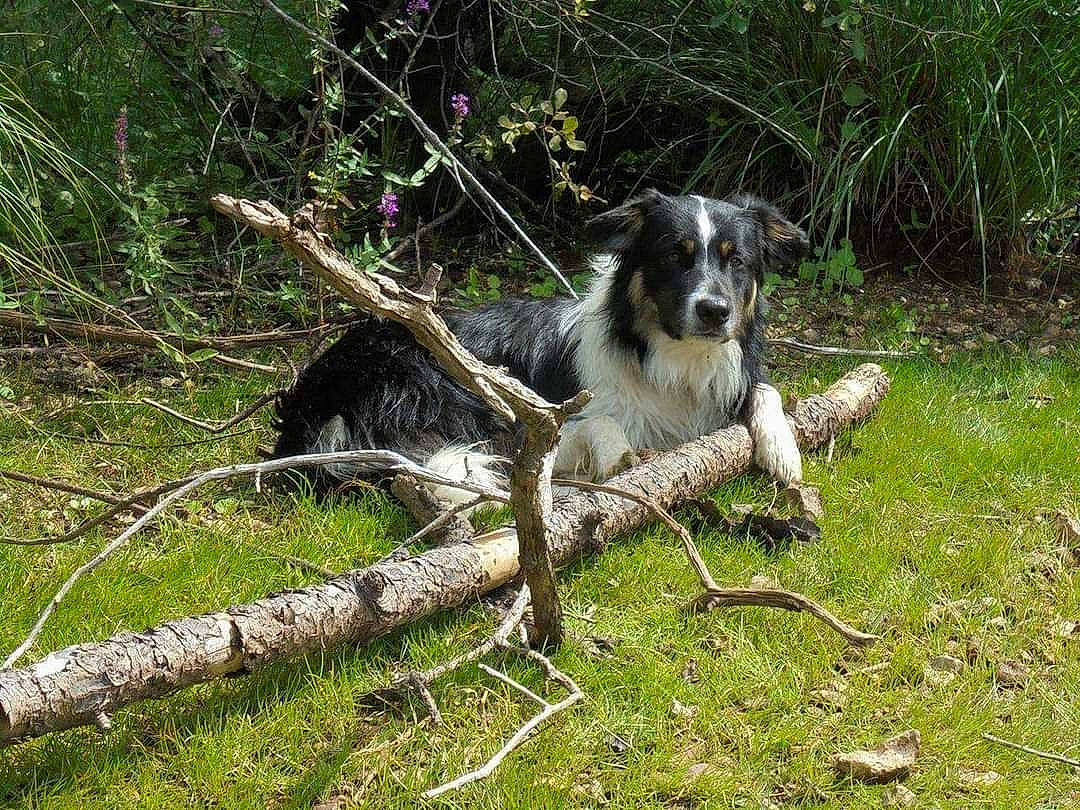 Jin a rejoint le concours — aidez-le/la à gagner de superbes lots ! australian_cattle_dog, border_collie, canidae, carnivore, companion_dog, dog, dog_breed, grass, herding_dog, hunting_dog, plant, sporting_group, tail, terrestrial_animal, tree, trunk, twig, wood, working_animal, working_dog