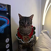 Flash a rejoint le concours — aidez-le/la à gagner de superbes lots ! cat, tabby_cat, pet, christmas_collar, festive, indoor, portrait, sitting, pillow, box, toy_box, lamp, wall, whiskers, ears, eyes, paws, knit_craft, bed, decoration