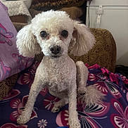 Bebé is registered to the contest to win money with this photo: dog, poodle, white_dog, pet, indoor, blanket, floral_pattern, furniture, cozy, curly_fur, sitting, looking_at_camera, cute, small_dog, domestic_animal, animal, companion, household, colorful, soft_texture