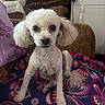 dog, poodle, white_dog, pet, indoor, blanket, floral_pattern, furniture, cozy, curly_fur, sitting, looking_at_camera, cute, small_dog, domestic_animal, animal, companion, household, colorful, soft_texture