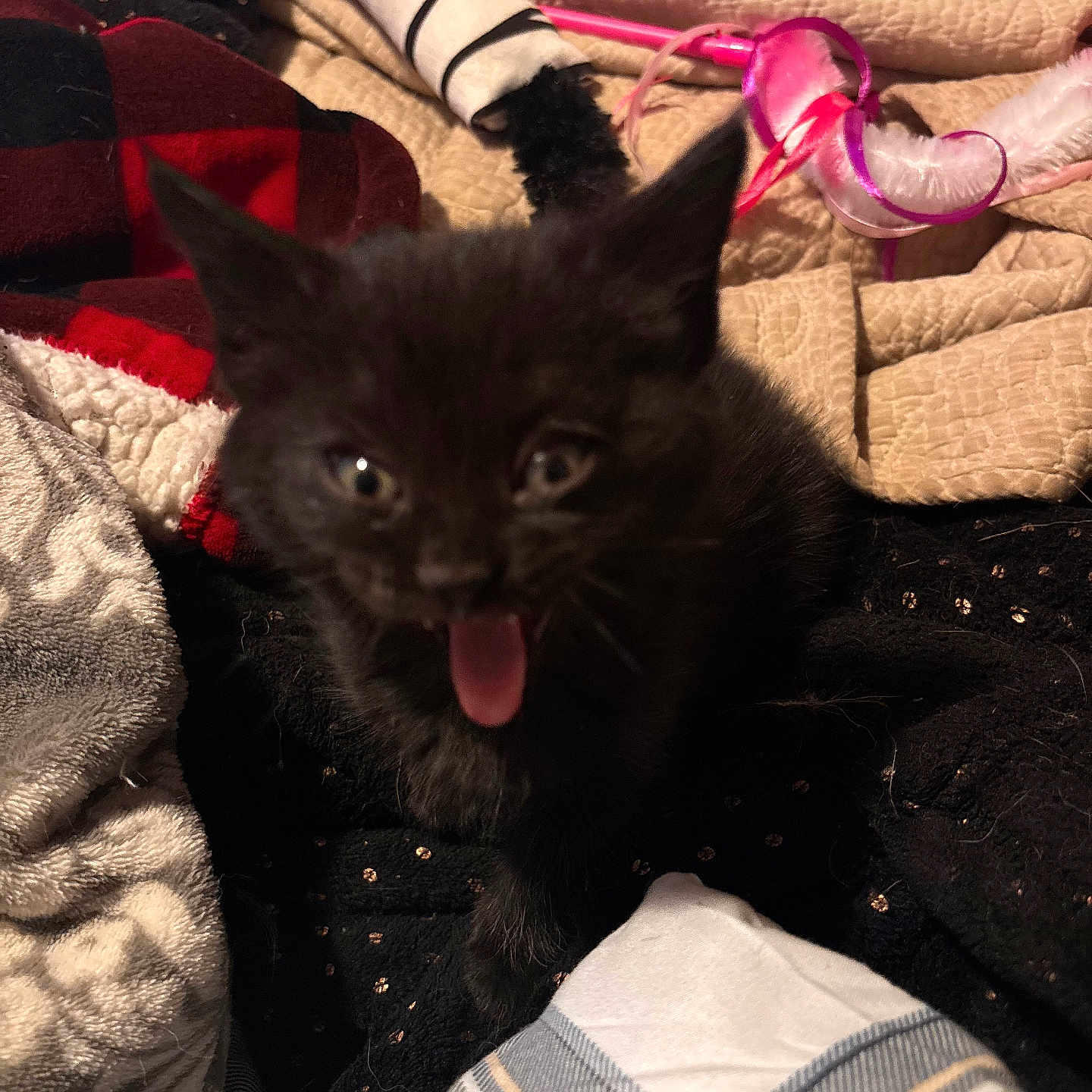 Panther