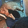Panther is registered to the contest to win money with this photo: cat, kitten, orange_tabby, black_cat, carpet, shoe, red_sneaker, fabric, knitted, home, cozy, pet, animal, resting, lying_down, close, floor, indoor, domestic, relaxed