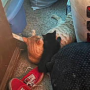 Panther joined the competition — help win amazing prizes! cat, orange_cat, black_cat, carpet, red_shoes, sneakers, indoor, floor, cozy, snuggling, pet, animal, feline, laundry_basket, plastic_container, clutter, home, resting, relaxing, domestic