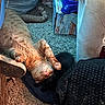 Panther joined the competition — help win amazing prizes! cat, orange_cat, black_cat, carpet, blanket, pet_food, food_bowl, indoor, relaxed, feline, stretching, household, cozy, sleeping, paw, fur, tail, resting, animal, domestic