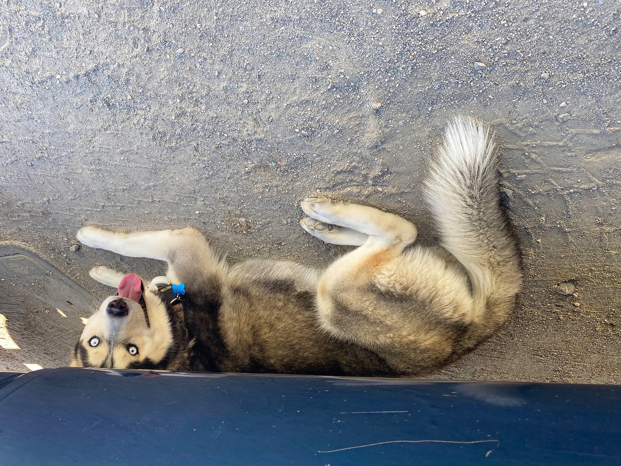 Dixie is registered to the contest to win money with this photo: _geese_and_swans, asphalt, canidae, carnivore, companion_dog, dog, dog_breed, ducks, fawn, fur, paw, road_surface, siberian_husky, sled_dog, snout, street_dog, tail, terrestrial_animal, water_bird, waterfowl