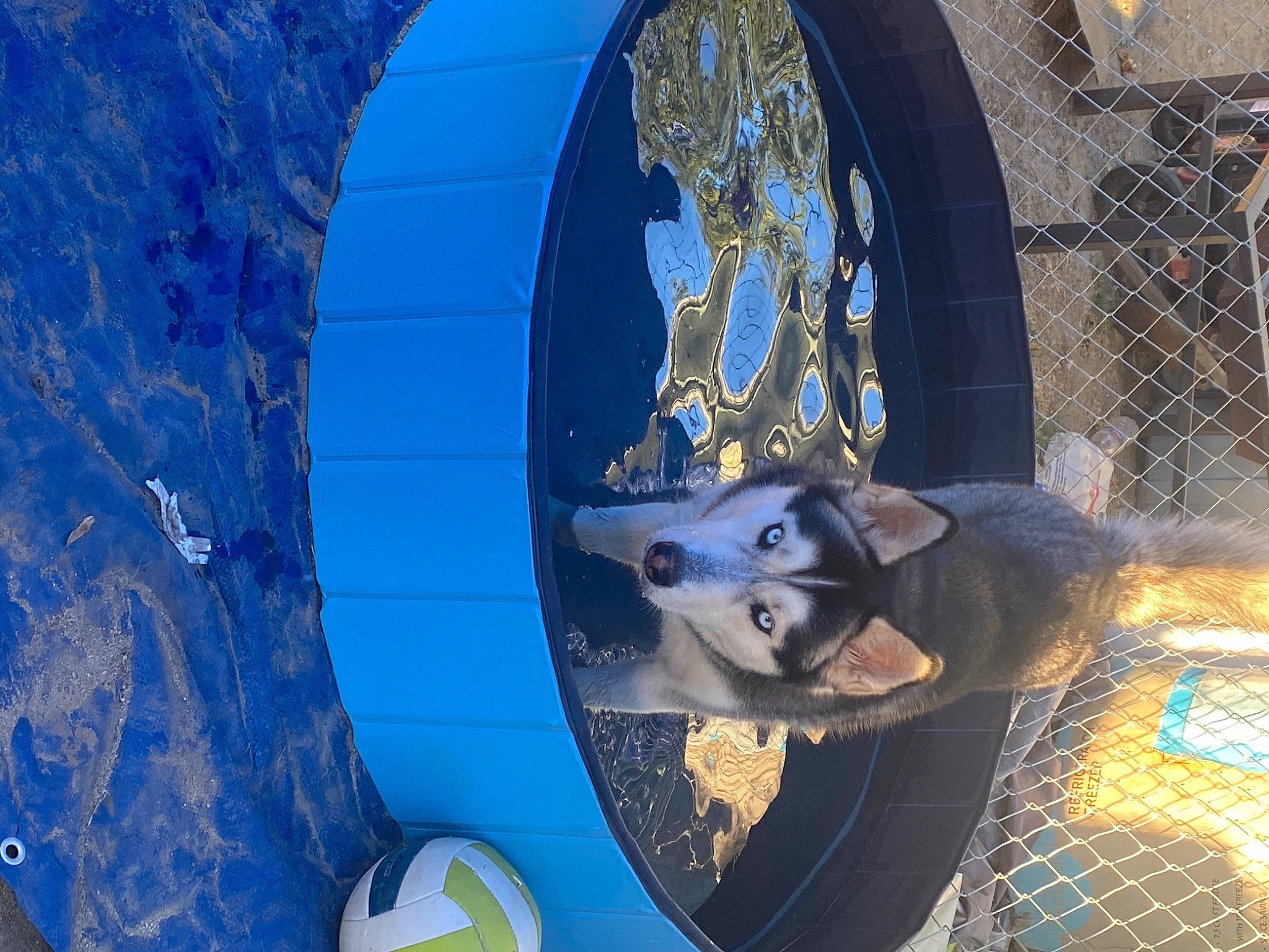 Dixie is registered to the contest to win money with this photo: art, automotive_wheel_system, blue, canidae, carnivore, circle, companion_dog, dog, dog_breed, electric_blue, light, mesh, pattern, pet_supply, reflection, snout, sporting_group, symmetry, vehicle_door, world