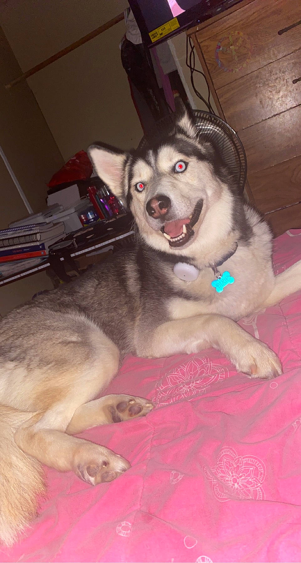 Dixie
