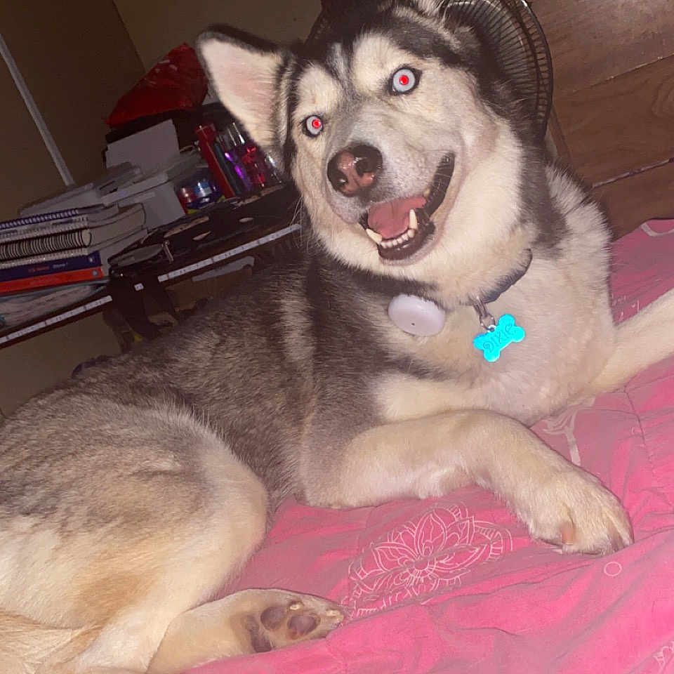Dixie