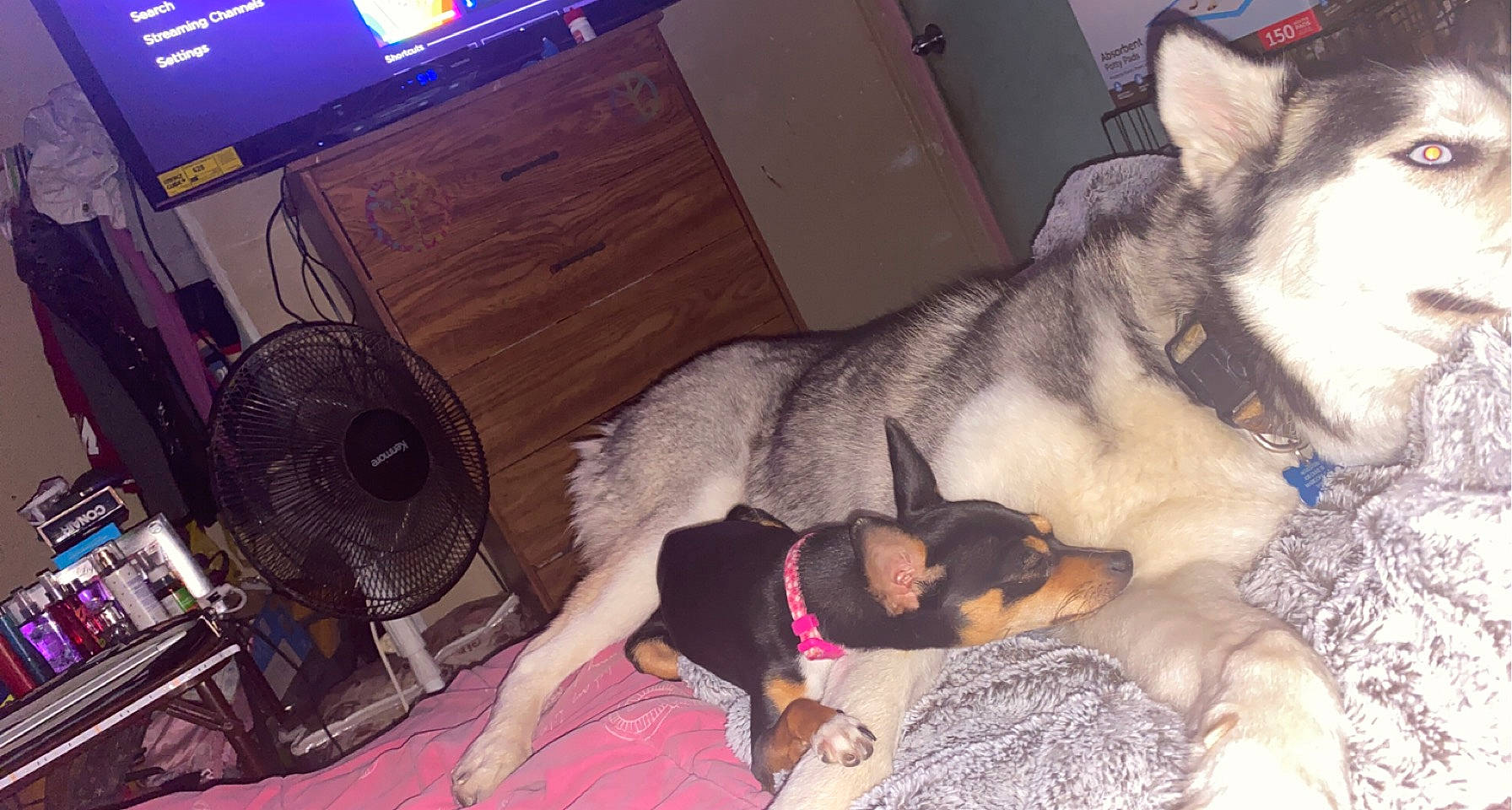 Dixie joined the competition — help win amazing prizes! audio_equipment, carnivore, comfort, companion_dog, couch, dog, dog_breed, fawn, felidae, fur, guard_dog, mechanical_fan, nap, paw, room, siberian_husky, sled_dog, snapshot, tail, working_dog