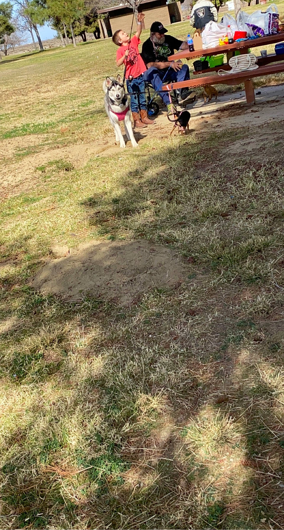 Dixie is registered to the contest to win money with this photo: competition_event, field, fun, grass, grassland, landscape, leisure, mud, pasture, people_in_nature, plant, recreation, soil, trail, tree, walking, working_animal