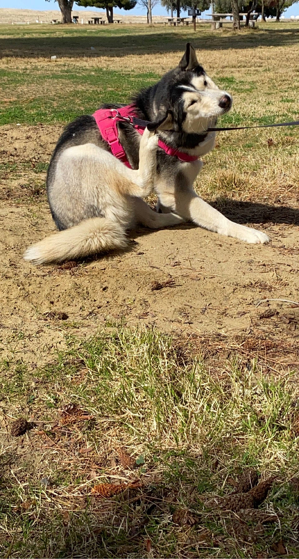 Dixie is registered to the contest to win money with this photo: ancient_dog_breeds, canidae, carnivore, collar, companion_dog, dog, dog_breed, dog_supply, grass, non_sporting_group, pet_supply, plant, recreation, siberian_husky, sled_dog, soil, sporting_group, tail, working_animal, working_dog
