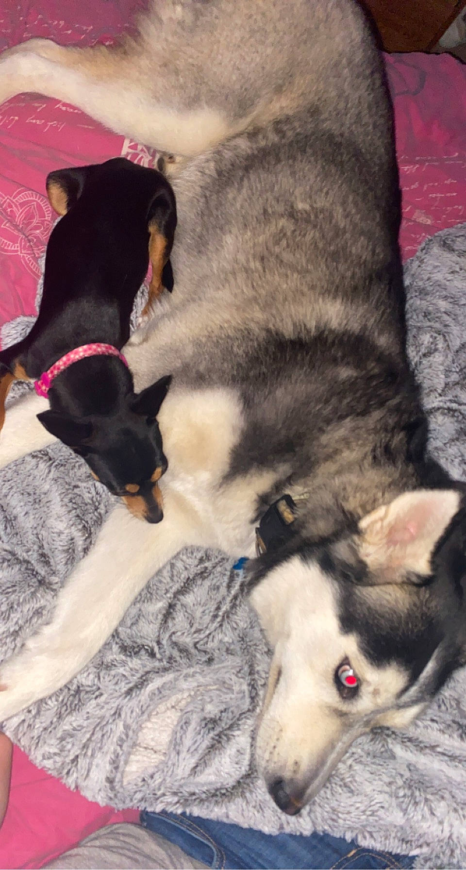 Dixie joined the competition — help win amazing prizes! canidae, canis, carnivore, comfort, companion_dog, dog, dog_breed, fawn, felidae, fur, herding_dog, paw, siberian_husky, sled_dog, snout, sporting_group, terrestrial_animal, whiskers, wolf, working_animal