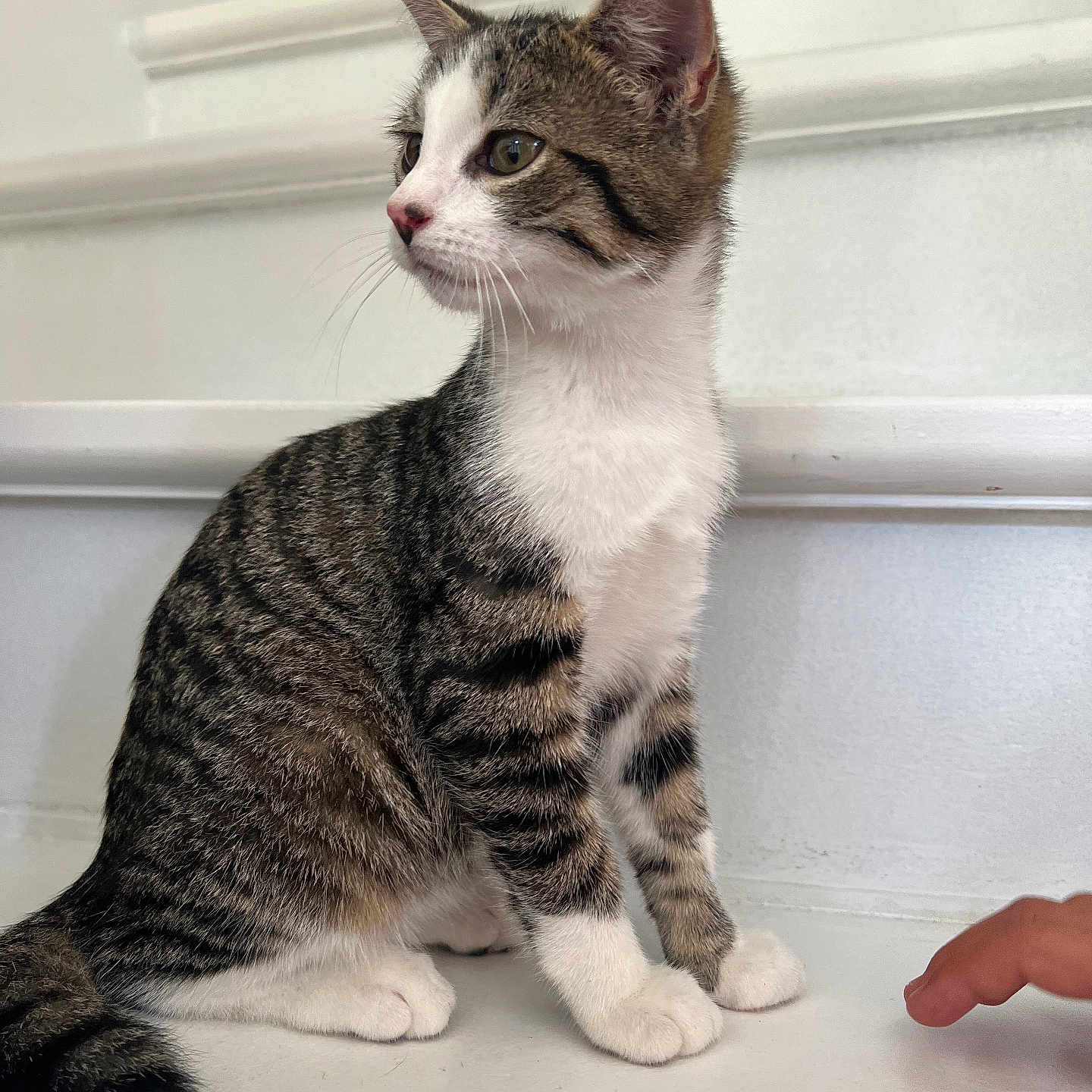 Sunna a rejoint le concours — aidez-le/la à gagner de superbes lots ! abyssinian, animal, bodypart, cat, egyptiancat, finger, hand, kitten, manx, person, pet, window, windowsill