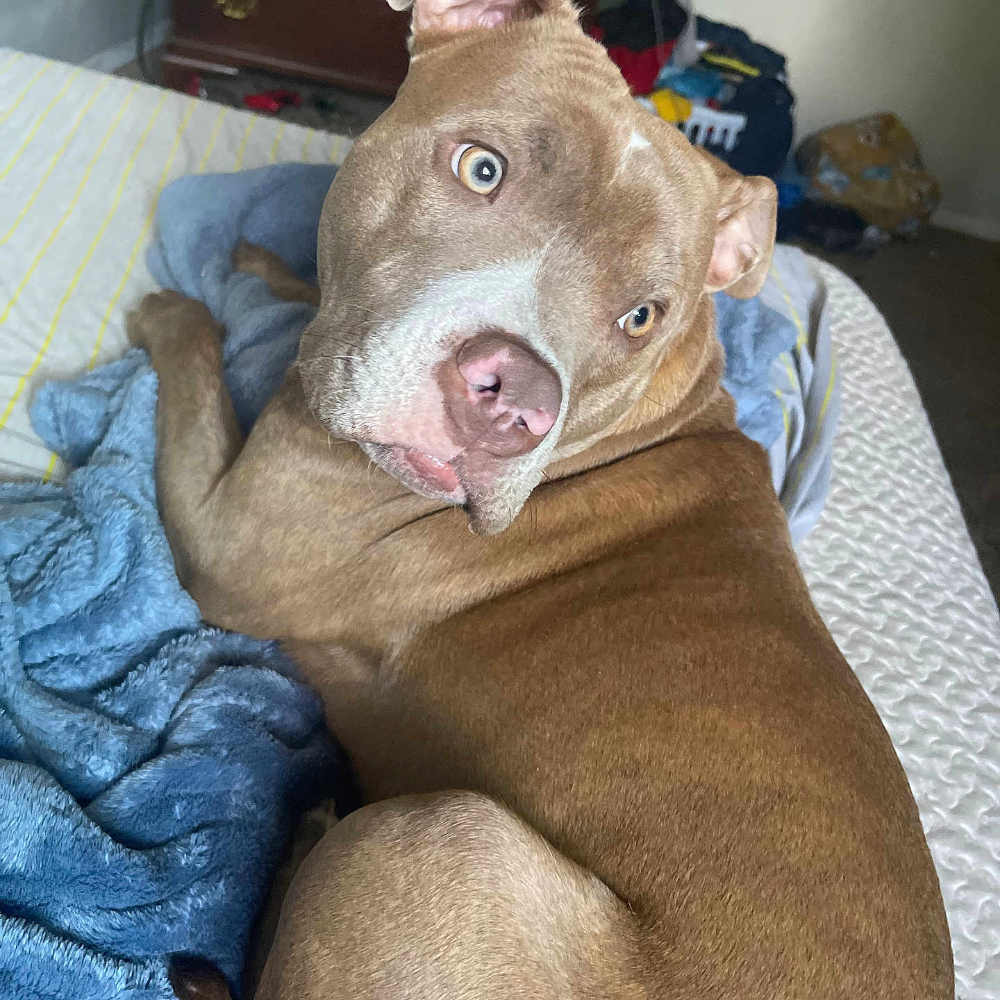 Tequilarose is registered to the contest to win money with this photo: dog, pit_bull, heterochromia, blue_eye, brown_eye, close_up, portrait, lying_down, bed, blanket, bedroom, indoor, brown_fur, white_markings, floppy_ears, pink_nose, funny_expression, pet, animal, photography