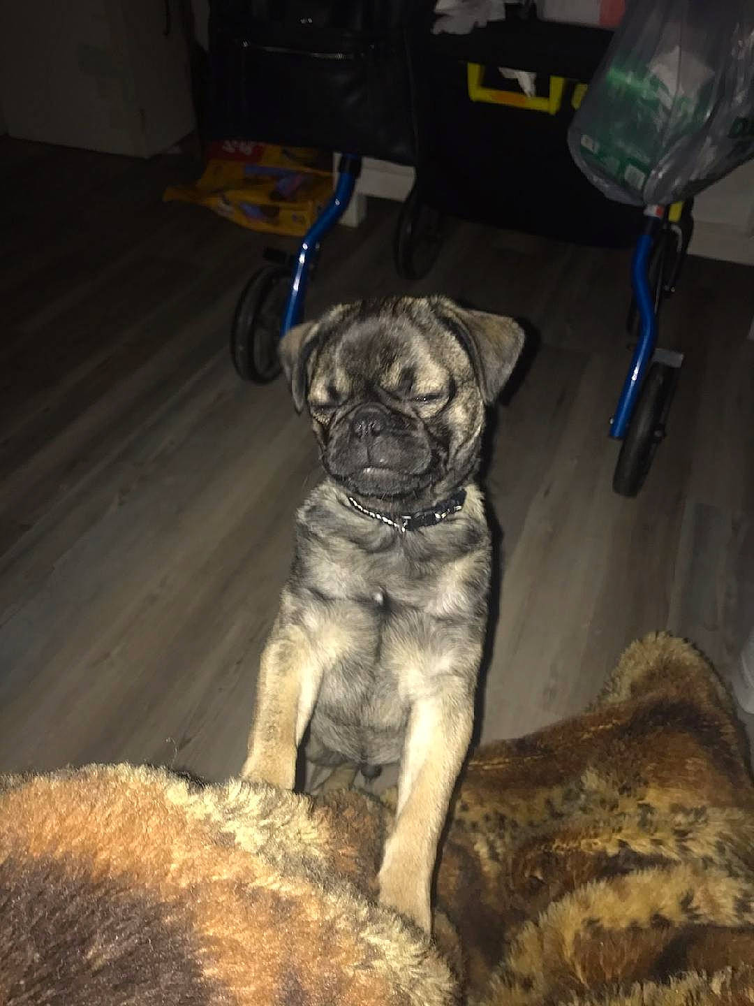 Gizmo joined the competition — help win amazing prizes! canidae, carnivore, companion_dog, dog, dog_breed, dog_collar, fawn, flooring, fur, gas, leash, non_sporting_group, pug, puppy, snout, soil, sporting_group, toy_dog, working_animal, wrinkle