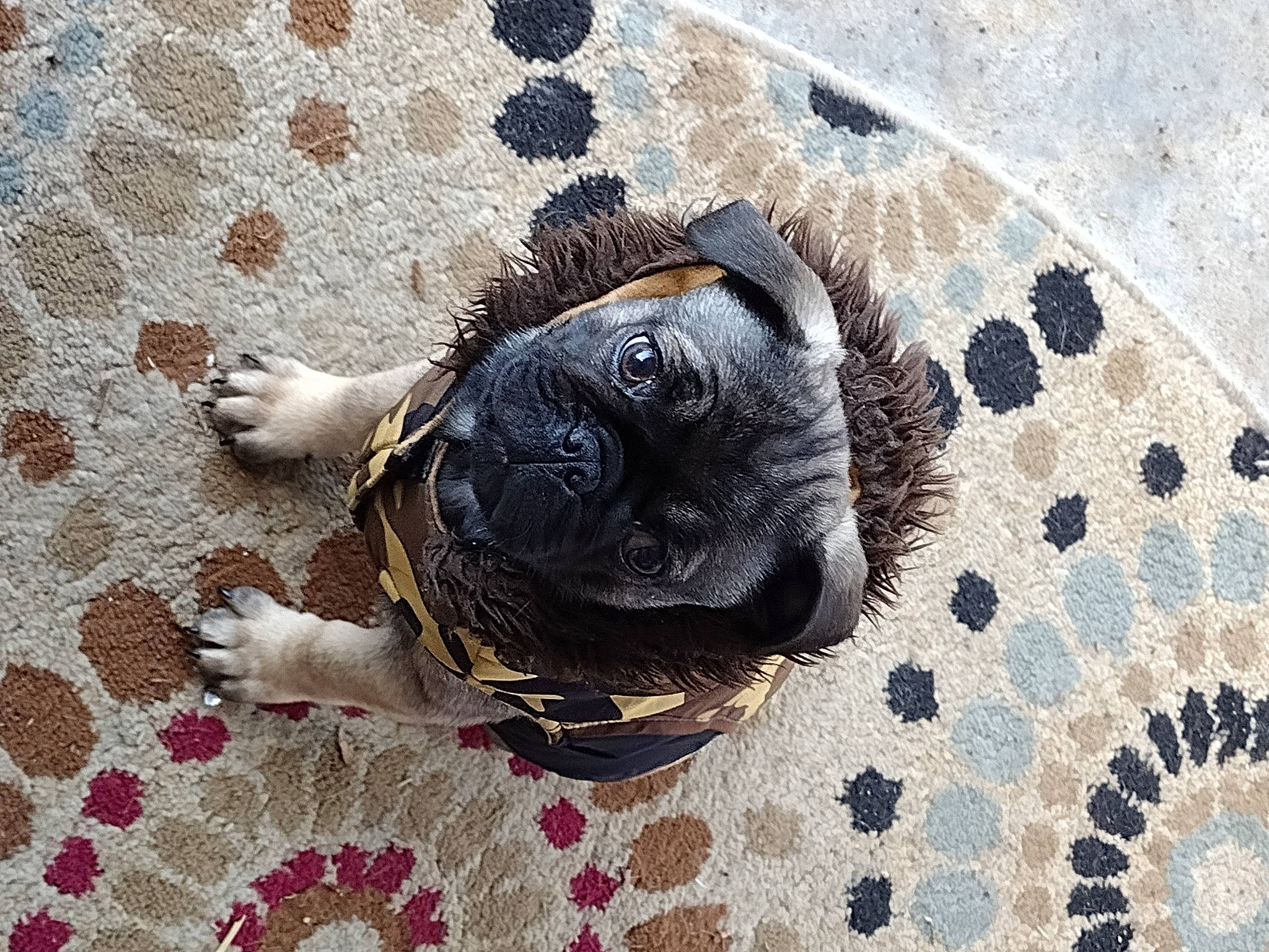Gizmo is registered to the contest to win money with this photo: carnivore, comfort, companion_dog, dog, dog_breed, electric_blue, fawn, flooring, fur, grey, guard_dog, pattern, pet_supply, pug, sporting_group, terrestrial_animal, toy_dog, wood, working_animal, wrinkle