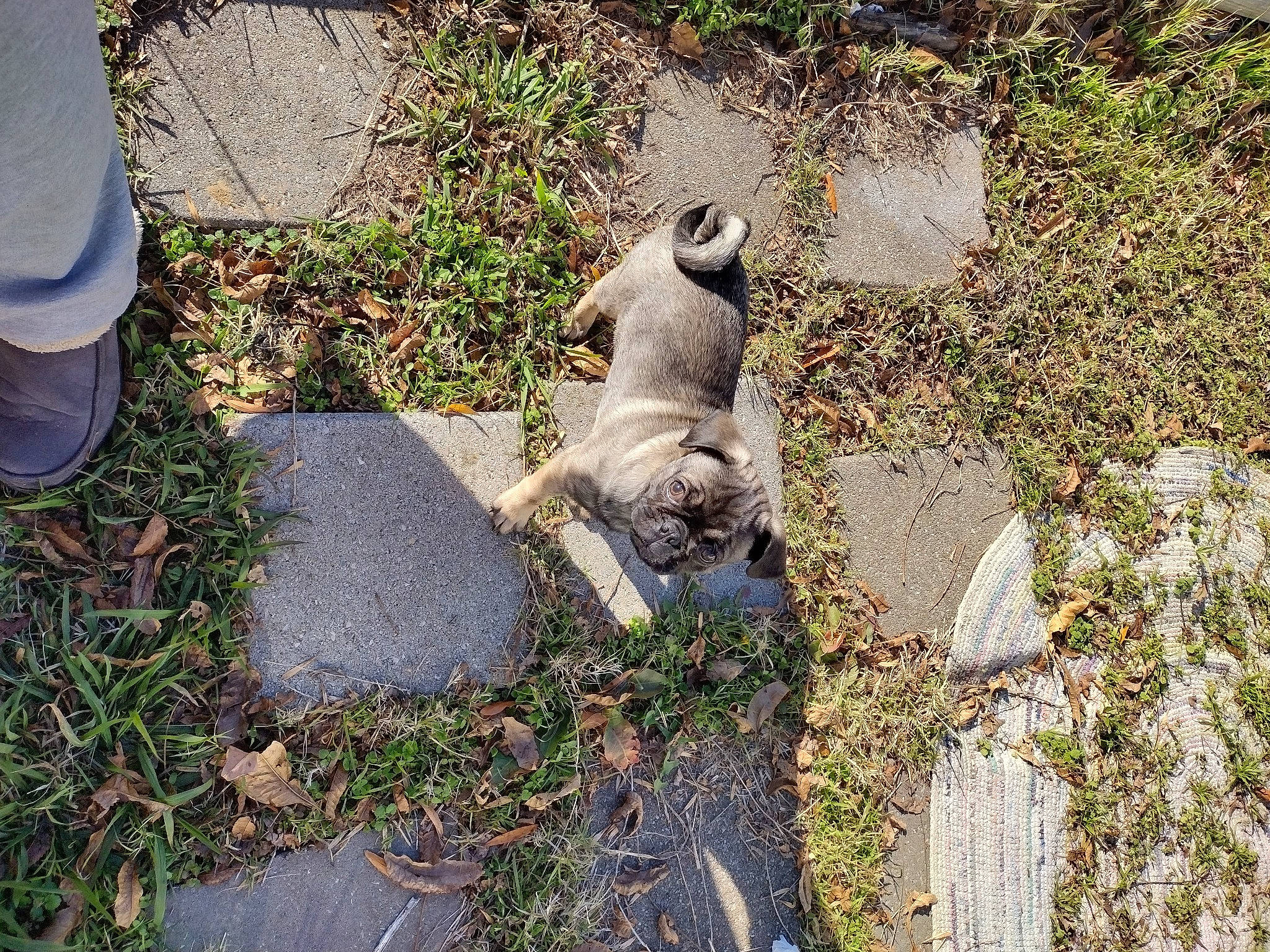 Gizmo joined the competition — help win amazing prizes! art, fawn, felidae, foot, grass, grass_family, groundcover, human_leg, plant, road_surface, rock, sculpture, shadow, sitting, soil, sporting_group, tail, terrestrial_animal, wildlife, wood