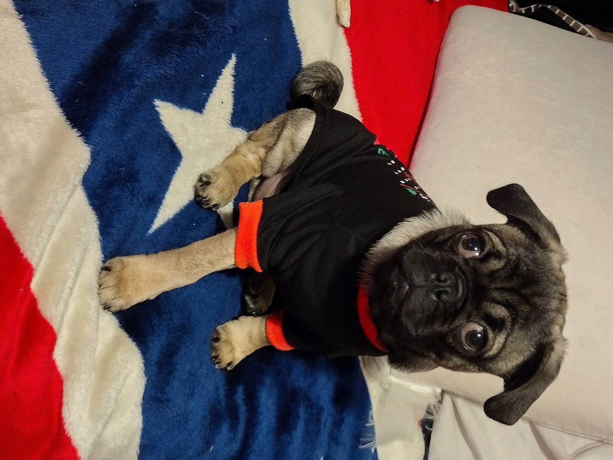 Gizmo is registered to the contest to win money with this photo: canidae, carmine, carnivore, comfort, companion_dog, dog, dog_breed, dog_clothes, dog_collar, dog_supply, electric_blue, fawn, fur, linens, personal_protective_equipment, pug, snout, sporting_group, toy_dog, working_animal