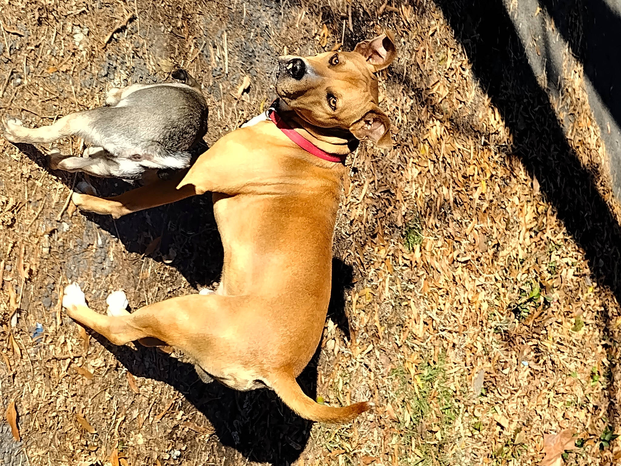 Jack is registered to the contest to win money with this photo: adventure, canidae, carnivore, companion_dog, dog, dog_breed, fawn, grass, hunting_dog, liver, non_sporting_group, paw, shadow, soil, sporting_group, street_dog, tail, terrestrial_animal, wildlife, working_animal