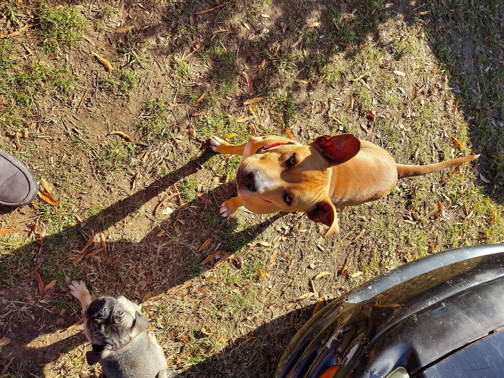 Jack joined the competition — help win amazing prizes! automotive_exterior, canidae, carnivore, companion_dog, dog, dog_breed, fawn, fur, grass, light, plant, shadow, snout, soil, sporting_group, tail, vehicle_door