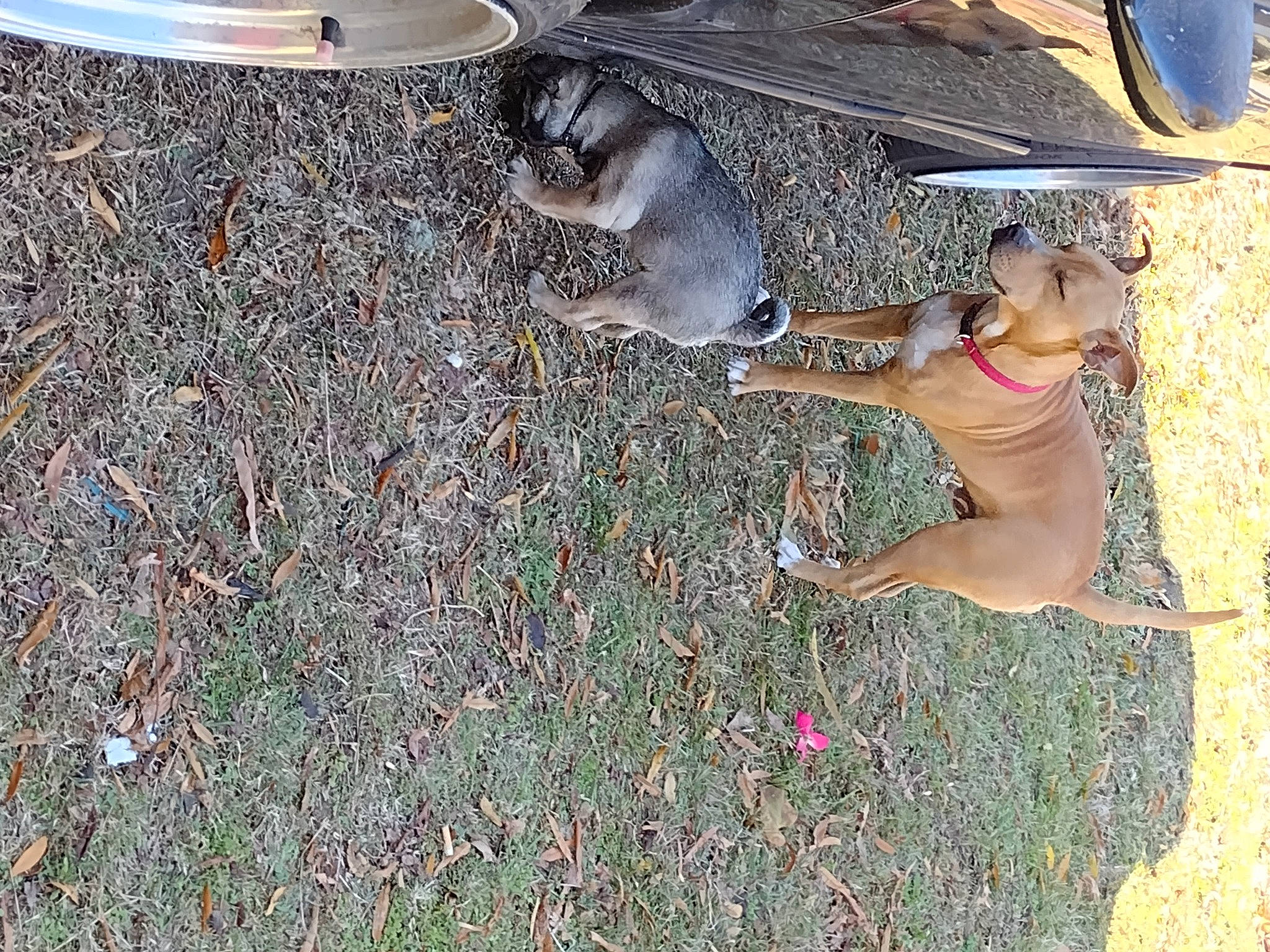 Jack is registered to the contest to win money with this photo: asphalt, dog_breed, eyewear, fashion_accessory, fawn, foot, grass, hat, human_leg, landscape, people_in_nature, sandal, shadow, sidewalk, soil, sun_hat, tail, thigh