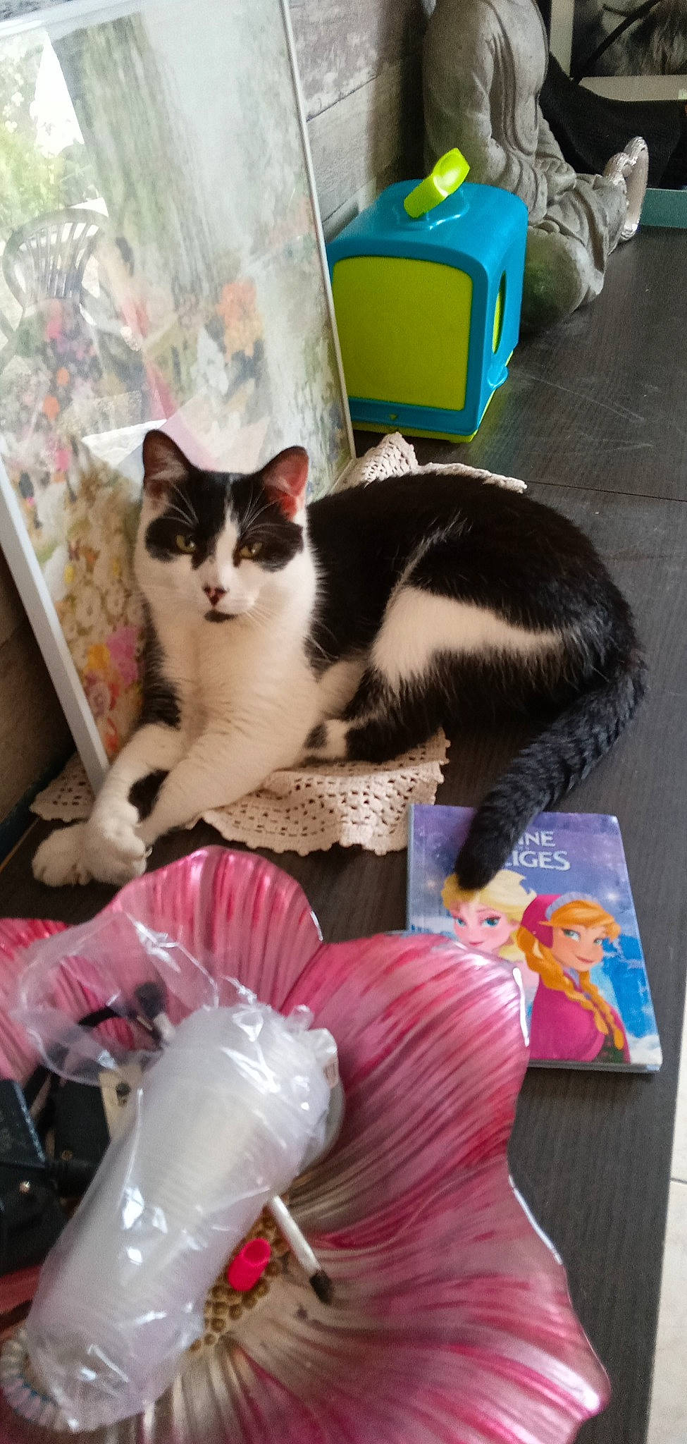 Nounou participe au concours pour gagner de l'argent avec cette photo : box, carnivore, cat, comfort, domestic_short_haired_cat, felidae, fur, linens, mammal, paw, plastic, room, small_to_medium_sized_cats, snapshot, tail, vertebrate, whiskers