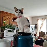 Prune participe au concours pour gagner de l'argent avec cette photo : appliance, black_spots, bottle, cat, curious, curtain, domestic_animal, furniture, household_items, indoor, kitchen, kitten, living_room, pet, pink_collar, plant, table, white_cat, window, wooden_cabinet