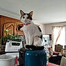 appliance, black_spots, bottle, cat, curious, curtain, domestic_animal, furniture, household_items, indoor, kitchen, kitten, living_room, pet, pink_collar, plant, table, white_cat, window, wooden_cabinet