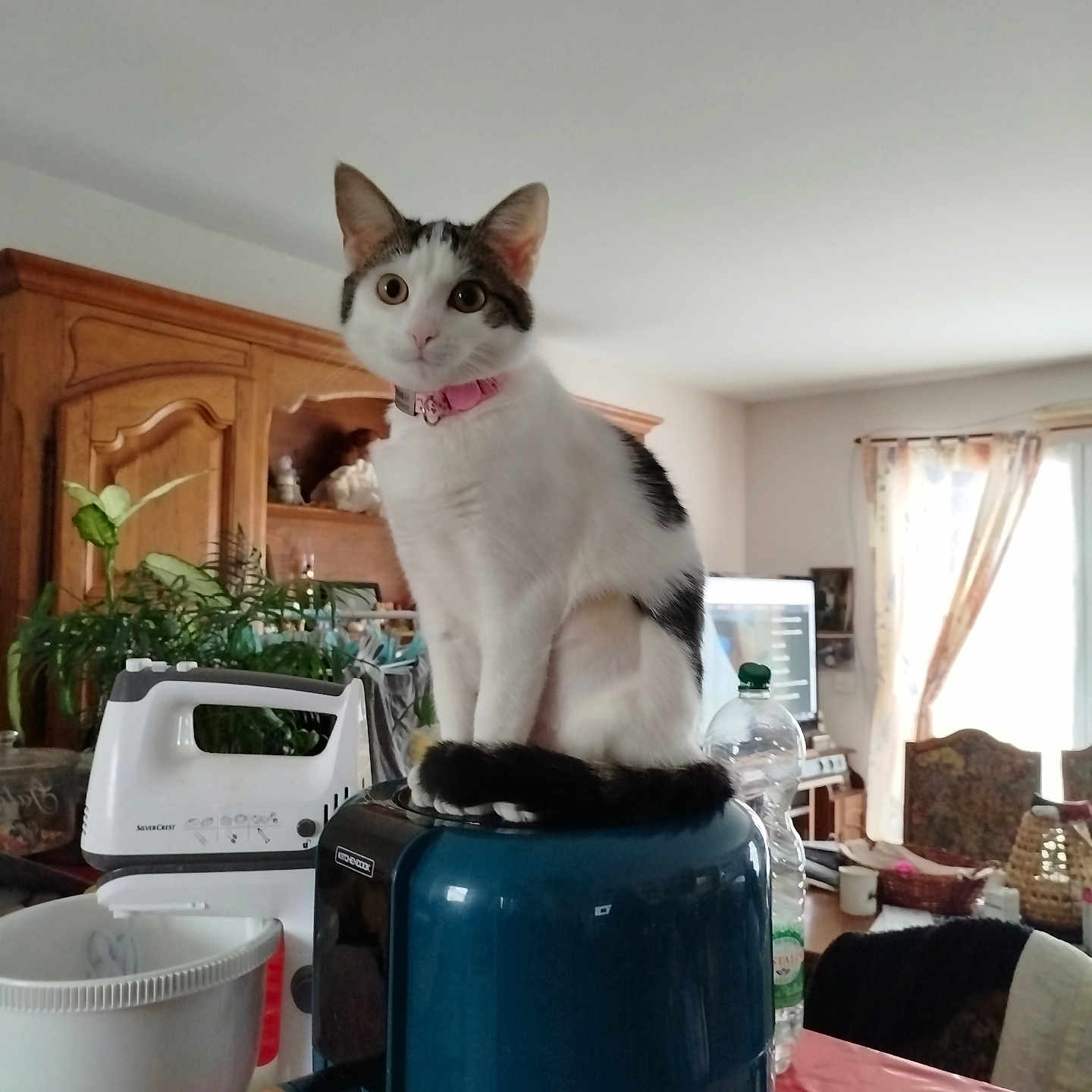 Prune participe au concours pour gagner de l'argent avec cette photo : appliance, black_spots, bottle, cat, curious, curtain, domestic_animal, furniture, household_items, indoor, kitchen, kitten, living_room, pet, pink_collar, plant, table, white_cat, window, wooden_cabinet