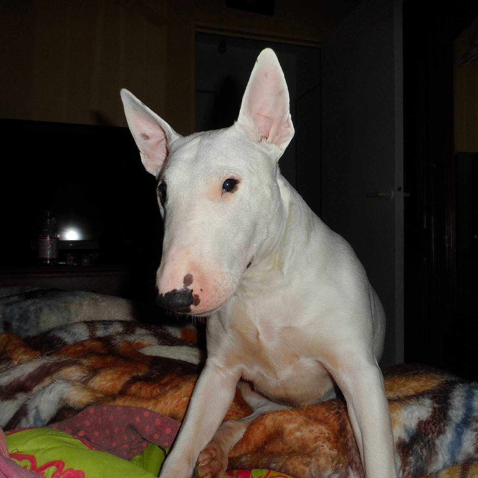 Maya
