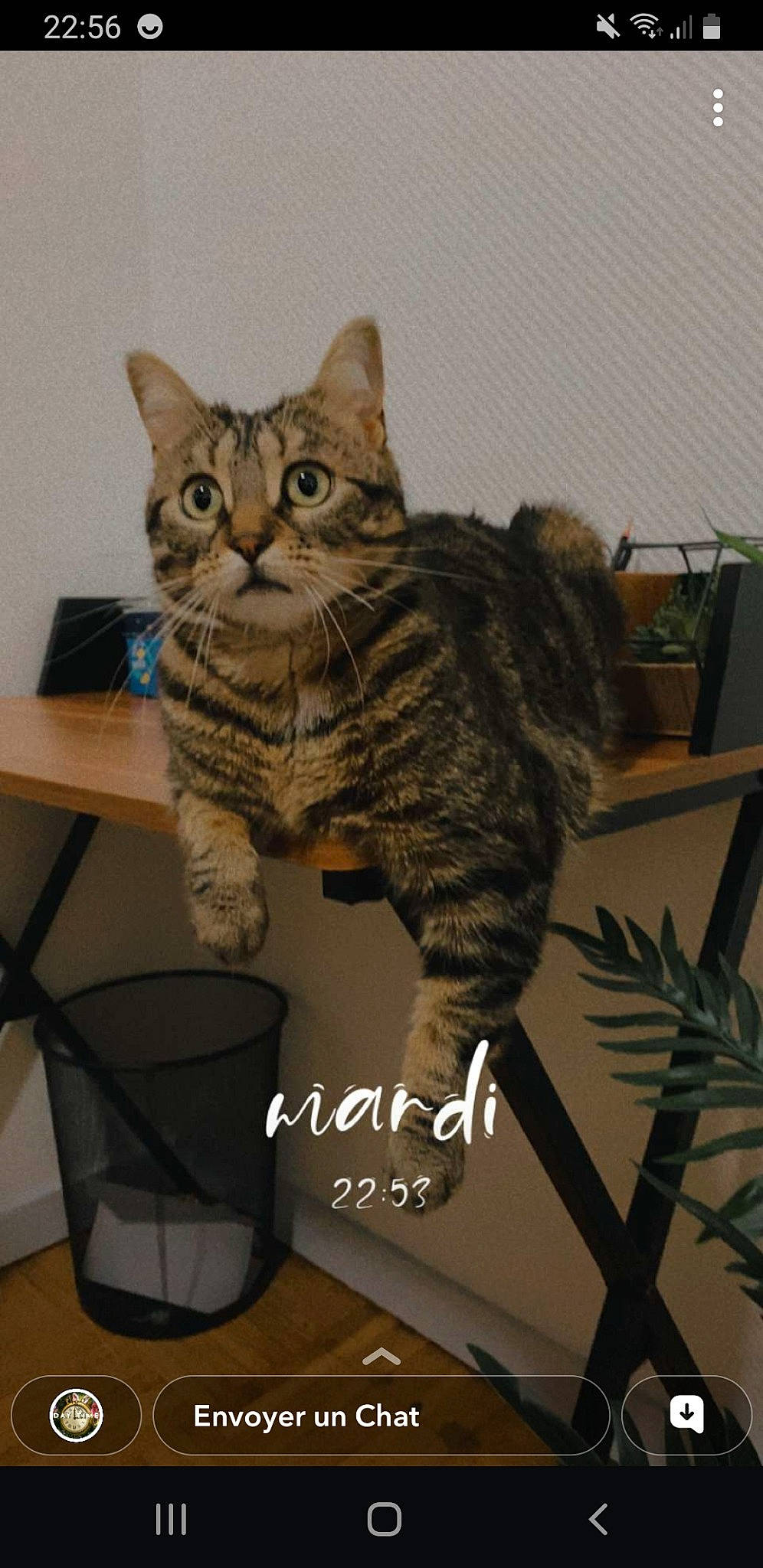 Poppie a rejoint le concours — aidez-le/la à gagner de superbes lots ! carnivore, cat, domestic_short_haired_cat, felidae, flooring, fur, paw, photo_caption, plant, sitting, small_to_medium_sized_cats, table, tail, whiskers, window