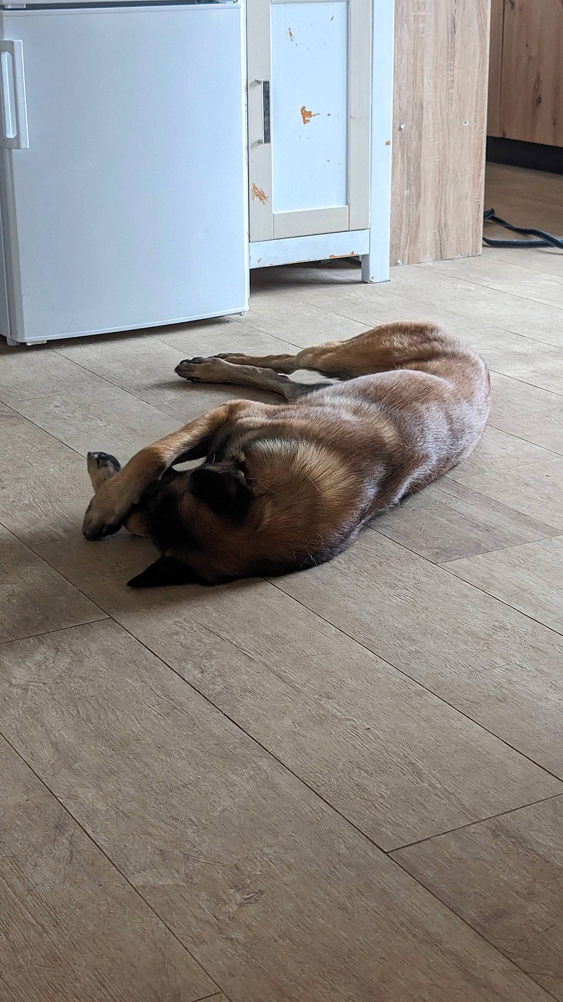 Tao participe au concours pour gagner de l'argent avec cette photo : canidae, carnivore, comfort, companion_dog, dog, dog_breed, door, fawn, felidae, floor, flooring, fur, hardwood, liver, snout, tail, terrestrial_animal, whiskers, wood, working_animal